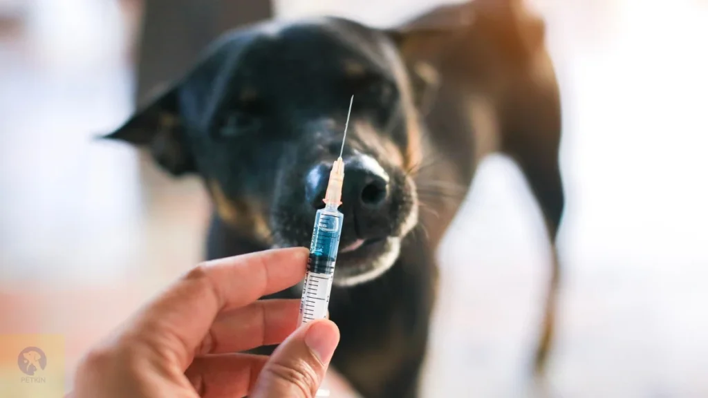 Dog Vaccination Schedule in India (Puppy & Adult Dogs) – Complete Guide